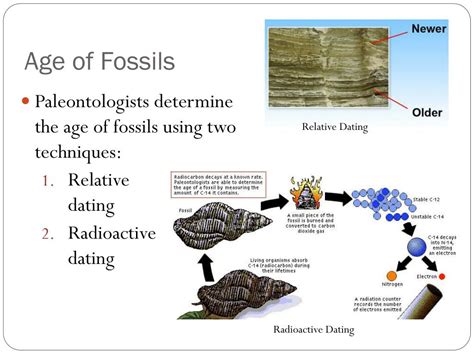 explain how a paleontologist might use absolute dating techniques to determine the age of a fossil